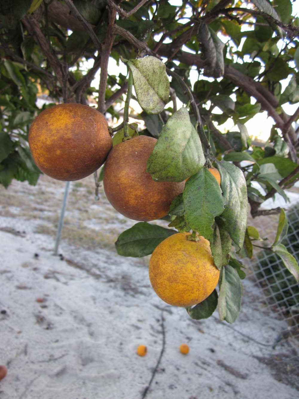              Fruit (Winter Haven, FL)       